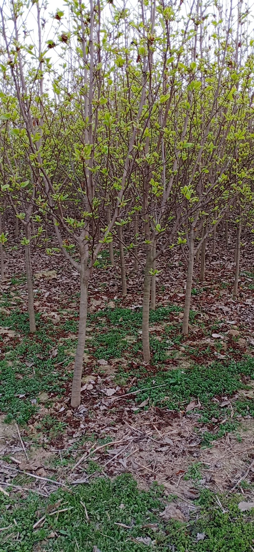 红玉兰
