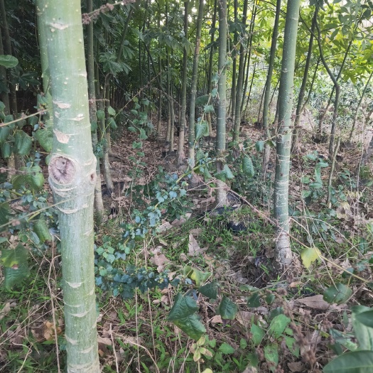 漳浦县 发财树4年老桩