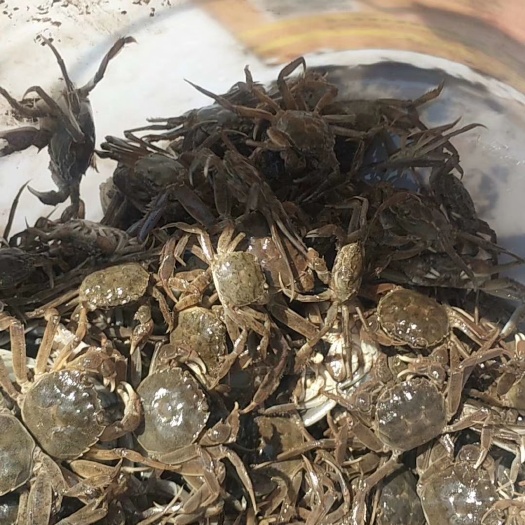 盘锦扣蟹苗 母蟹 高