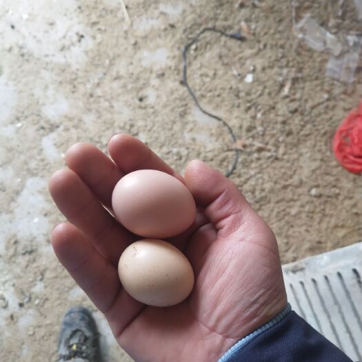 淮安草鸡蛋 食用 箱装
