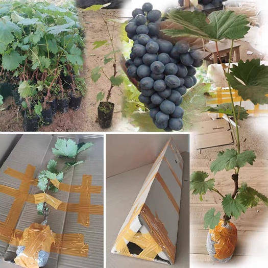 灵山县 夏黑葡萄苗果树果苗爬藤葡萄树苗南方种植盆栽地栽