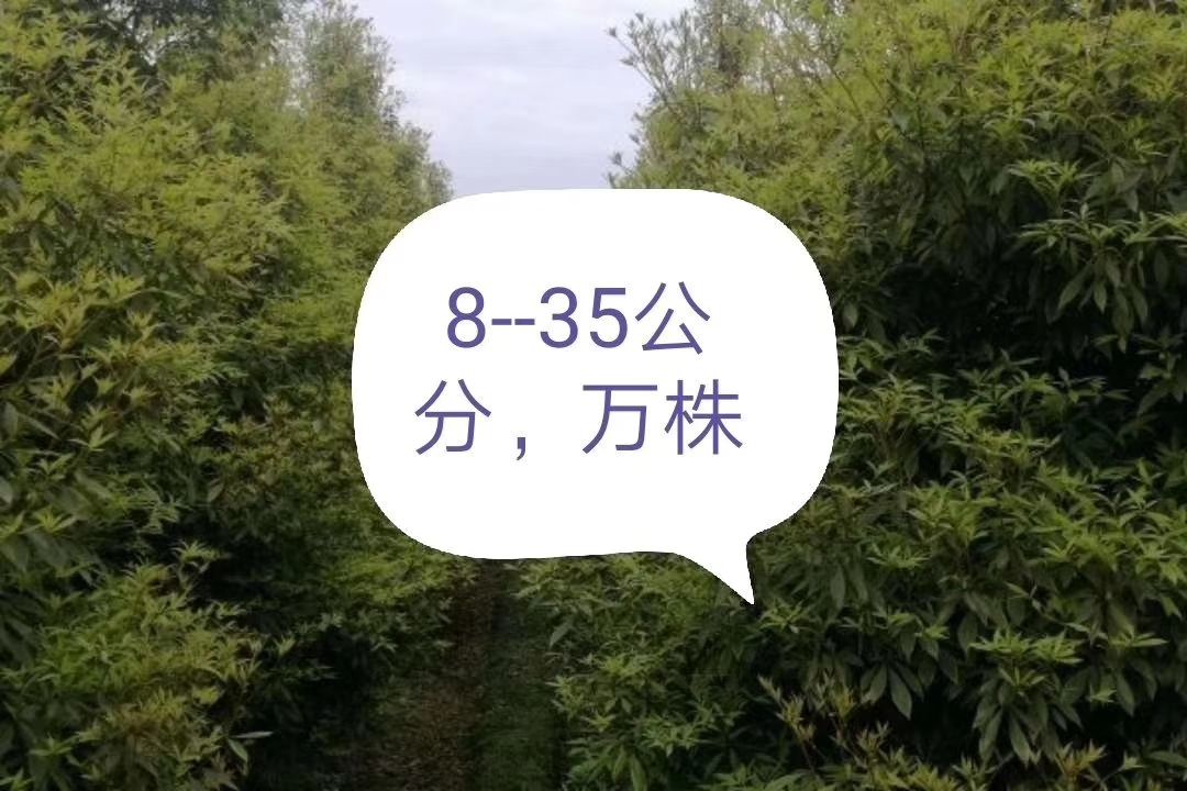 细叶楠木