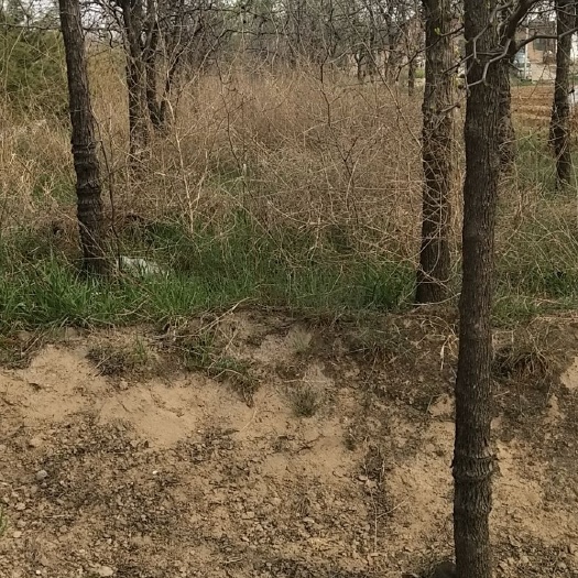 大荔县青枣苗 绿化水枣树