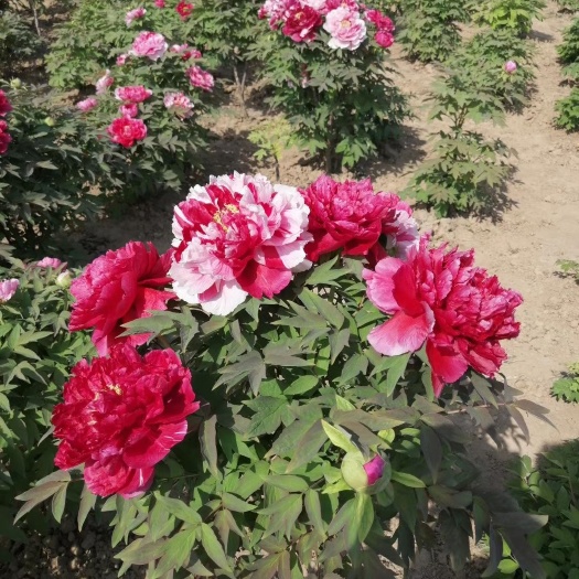 菏泽 菏泽曹州牡丹芍药各种众瓣各种花色优惠价格