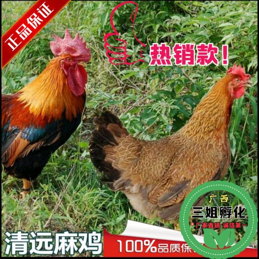 南宁广东清远麻鸡苗 包疫苗 运输包路损