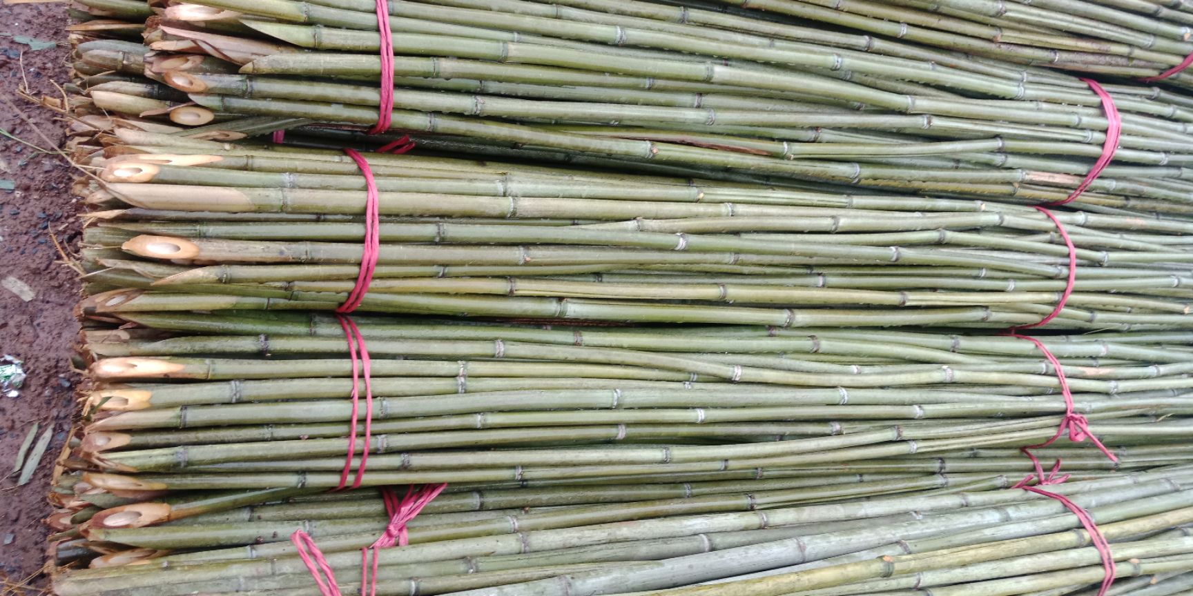菜架竹2.5米，50根一捆