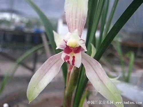 南靖县春剑兰花 春剑半天雪