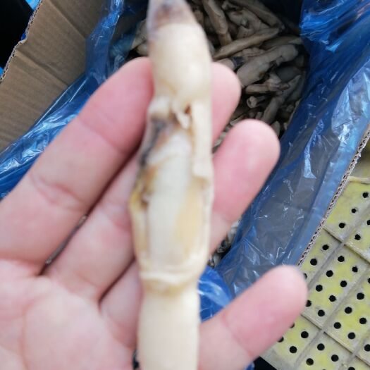 东港市 蛏子、现货、5kg一箱（无沙）规格看图片