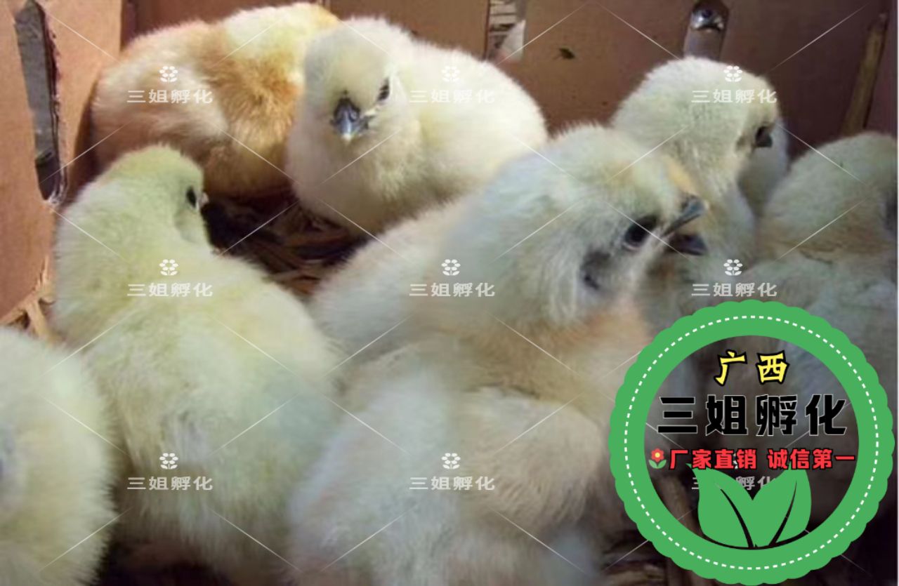  竹丝鸡苗 包打疫苗