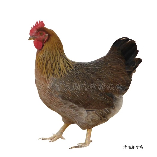 广州清远2号麻鸡苗 母