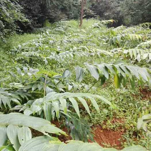 湘潭县黄精种苗 姜形黄精  多花姜型黄精种茎