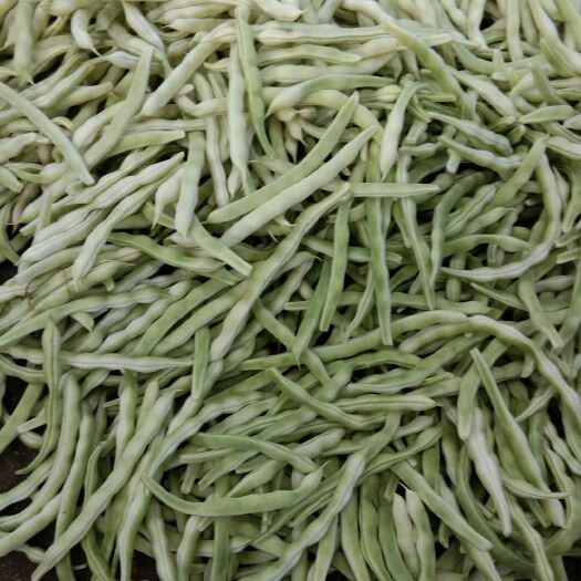 泰安芸豆  白不老