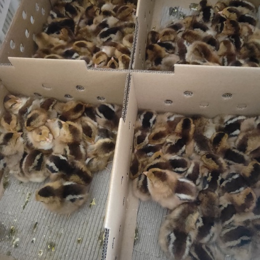 广州土鸡苗 统货