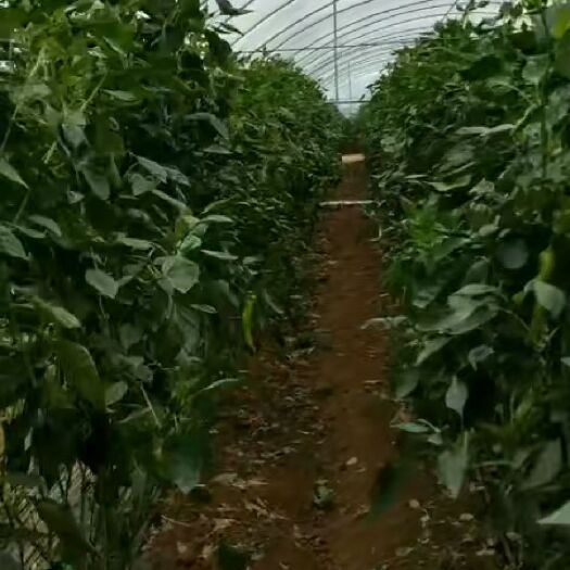 雷州市 自己种的尖椒