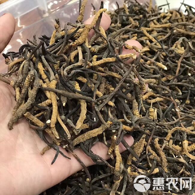 冬虫夏草  断虫草西藏那曲碎断虫草青海玉树自用10克起包