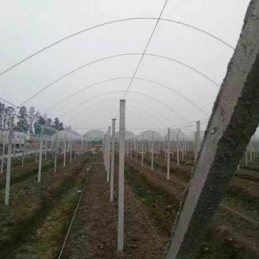 兴安县钢管大棚 专业制作葡萄避雨棚，百香果，火龙果，猕猴桃，罗汉果，各种棚架