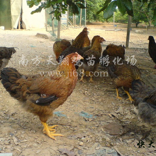 广州麻鸡苗 母