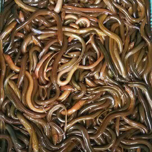 黄鳝苗  正大9号黄鳝  ，正大，长势快，肉质好，无病毒