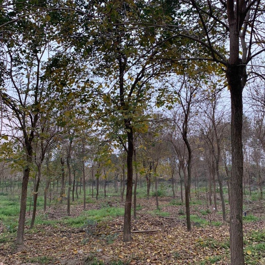 漳州黄花风铃木  福建种植基地 各种规格齐全 少花 多花 黄花 紫花