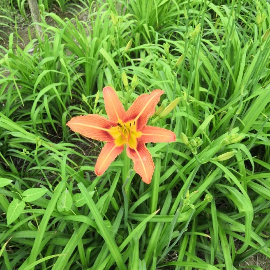 大花萱草