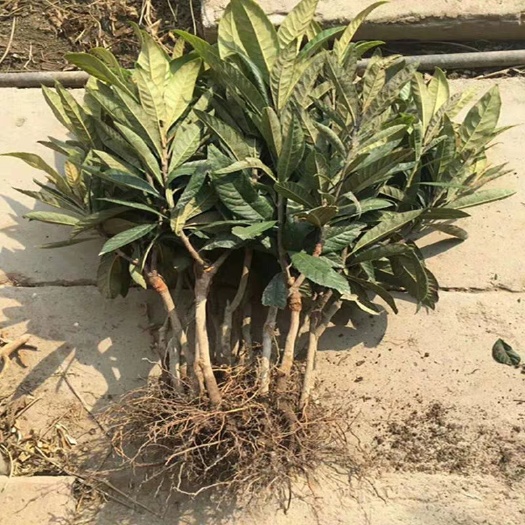 灵山县早五星枇杷苗 批把树苗 琵琶树苗 南北方种植 当年结果特大批杷 枇杷苗树