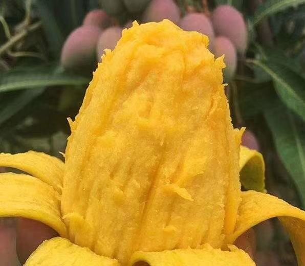 灵山县 红贵妃芒果苗 海南红贵妃芒果苗 红金龙芒果苗