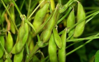 始兴县 有机黄豆