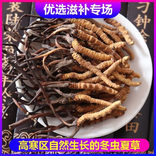 西宁冬虫夏草  批发西藏那曲精选虫草干货【4根1g】新货包邮