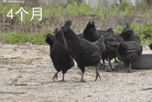 沐川县 五黑绿壳蛋鸡苗
