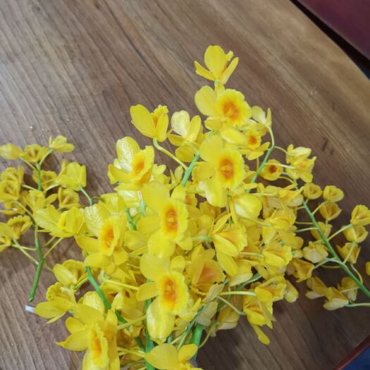 思茅 鼓槌石斛花（2020年）新花，一手货源，基地直供