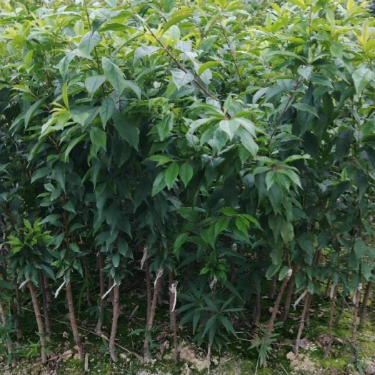 灵山县包邮，三华李苗，嫁接苗，早熟，晚熟，带叶子粘红泥浆保湿发货。