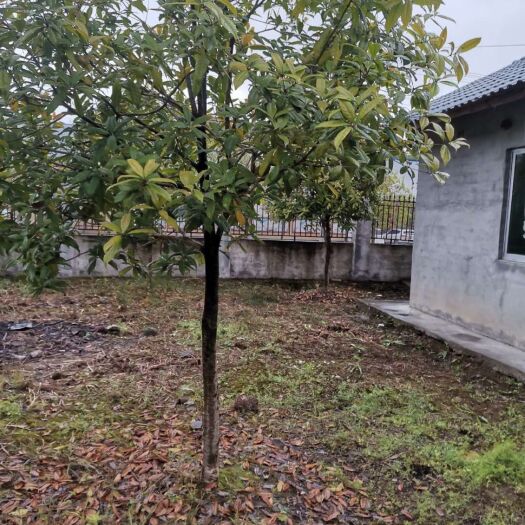 余庆县 精品桂花树（金桂）批发