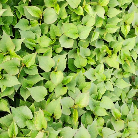 西安 长条脱毒秦薯5号红薯苗