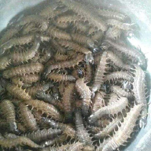 百色爬沙虫