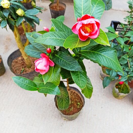  四季开花海棠花带花苞