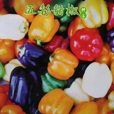  七彩辣椒种子五彩椒种籽孑农家蔬菜阳台盆栽田园种植种子四季播种