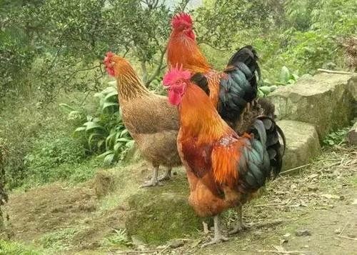 单县 鸡苗