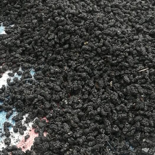 黑桑葚干无沙零科技大颗粒桑葚果干果即食零食泡茶煲汤`