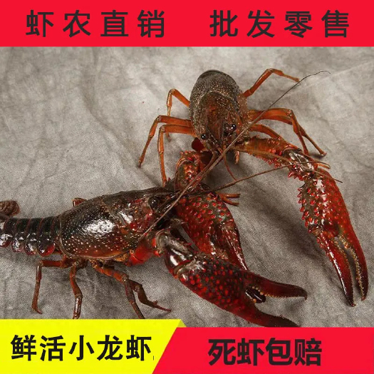 沭阳县青壳小龙虾 虾农直供，花一样钱，买不一样的货，省去中间商，吃的更实惠！