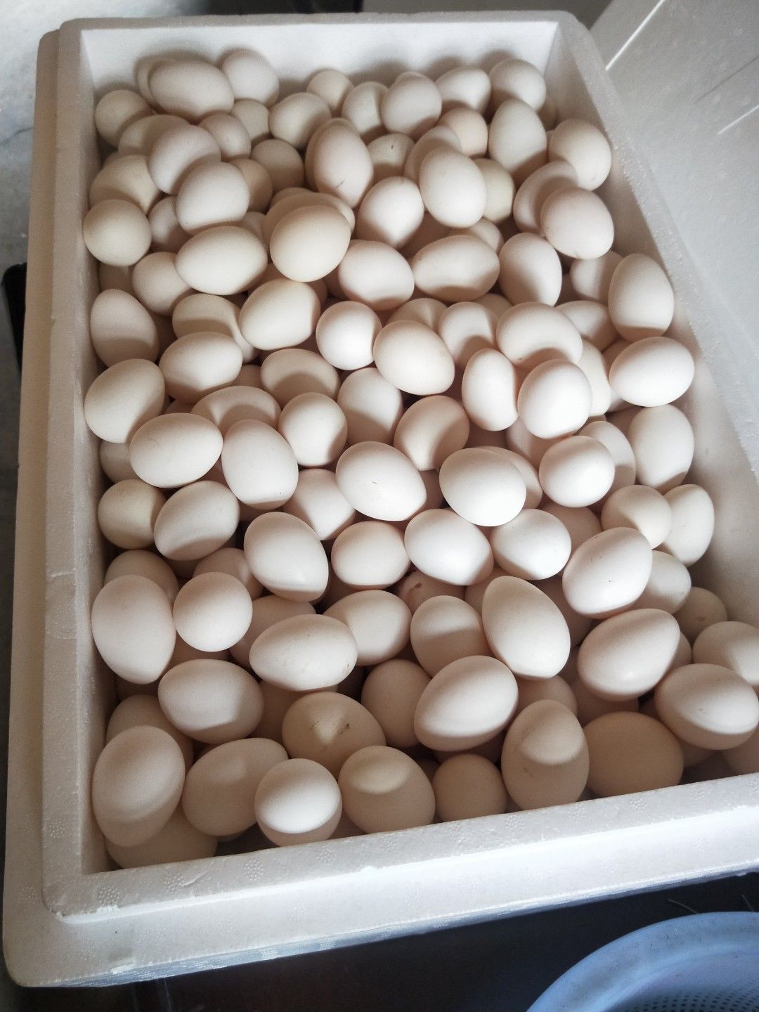 锦凤煌原贵妃鸡蛋