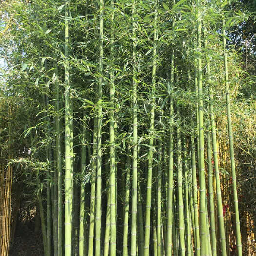 北京 草坪草种草籽供应竹子大花月季供应
