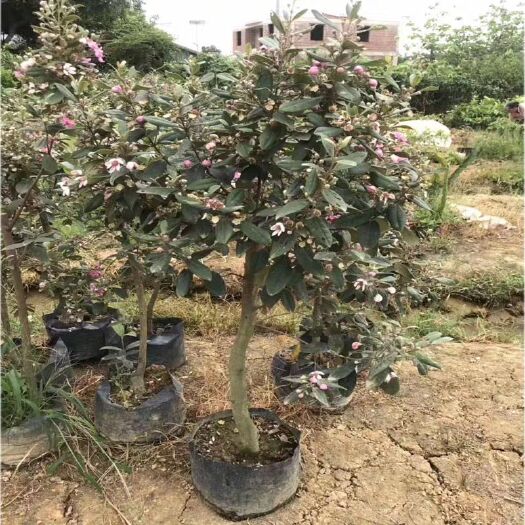灵山县桃金娘苗 金娘山花烂漫果苗盆栽