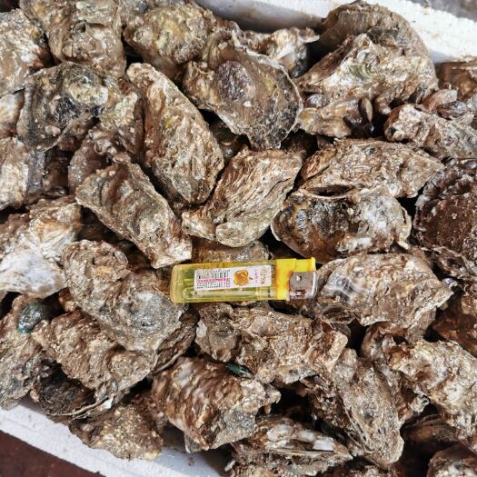 阳江 又肥又脆的阳江生蚝