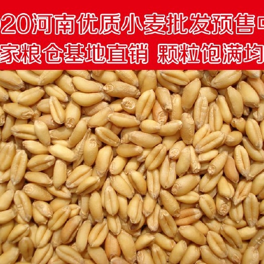汝南县 预售2020年河南新小麦，产地直销，批量供应，10拖起售