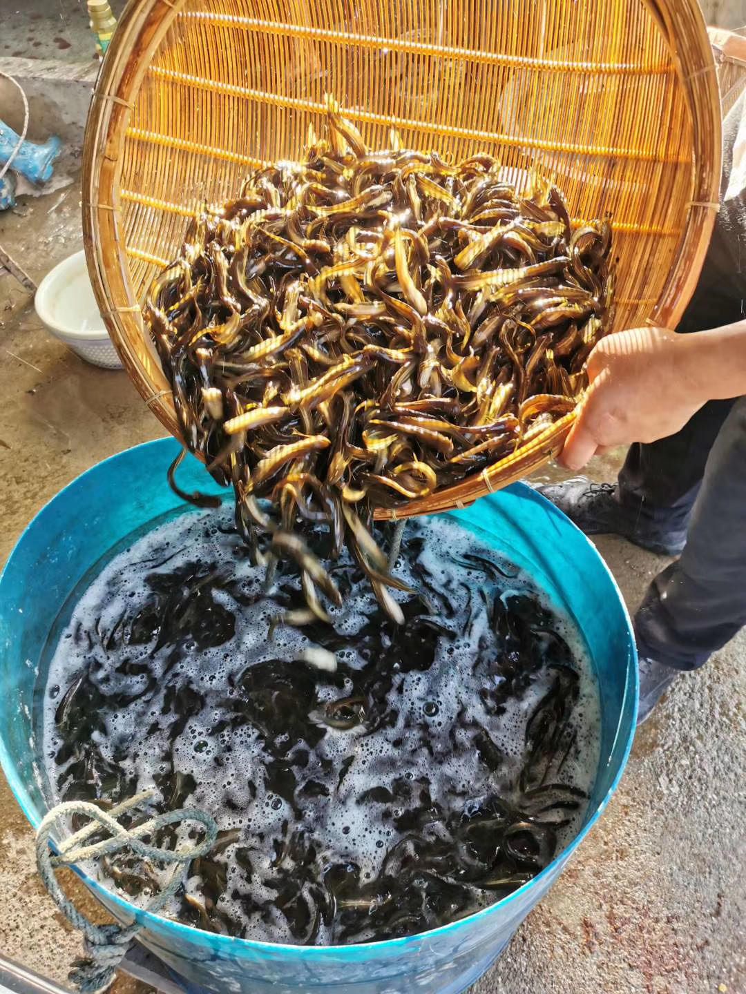 重慶大口鯰魚  苗子優異，價格合理，基地直銷，成活率高還提供技術