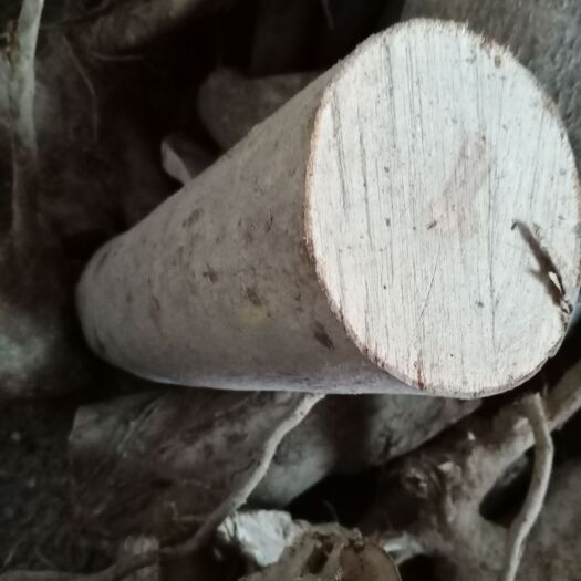 乐平市半枫荷 现货生干枫荷梨，三种叶子