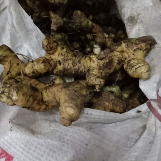 宁远县滇黄精  黄精，，冬季倒苗的黄精