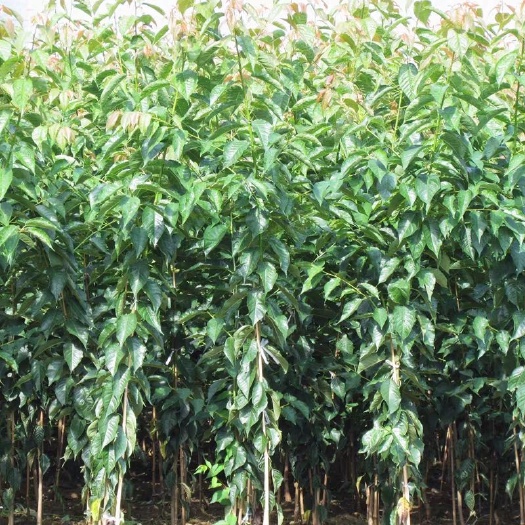 灵山县桃树苗  樱桃苗带杯苗发货