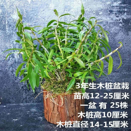 铁皮石斛盆栽 【带木桩发货】 铁皮石斛苗盆栽  澳洲石斛叠鞘绿植室内盆景花