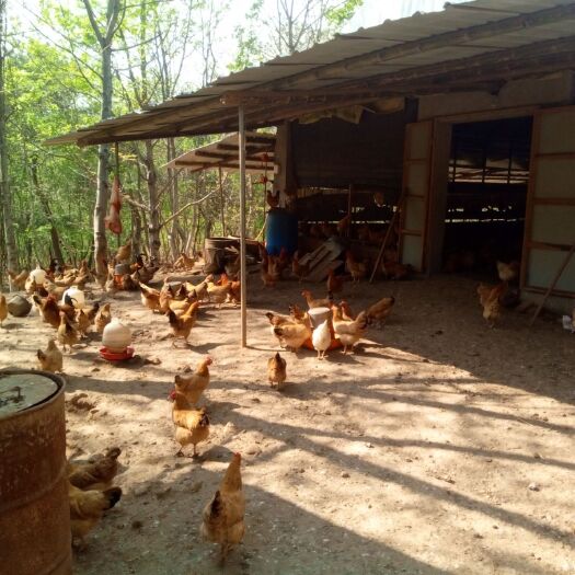 芜湖 进下散养跑山鸡土鸡蛋